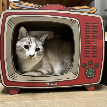 猫の一生ドラマ！第一話