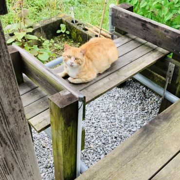 我が家のウッドデッキは大人気②