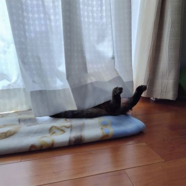 出てますよ