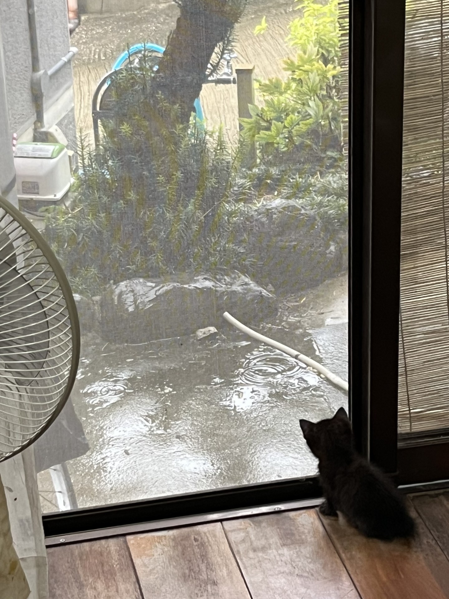 あたちは元気でやってるよ