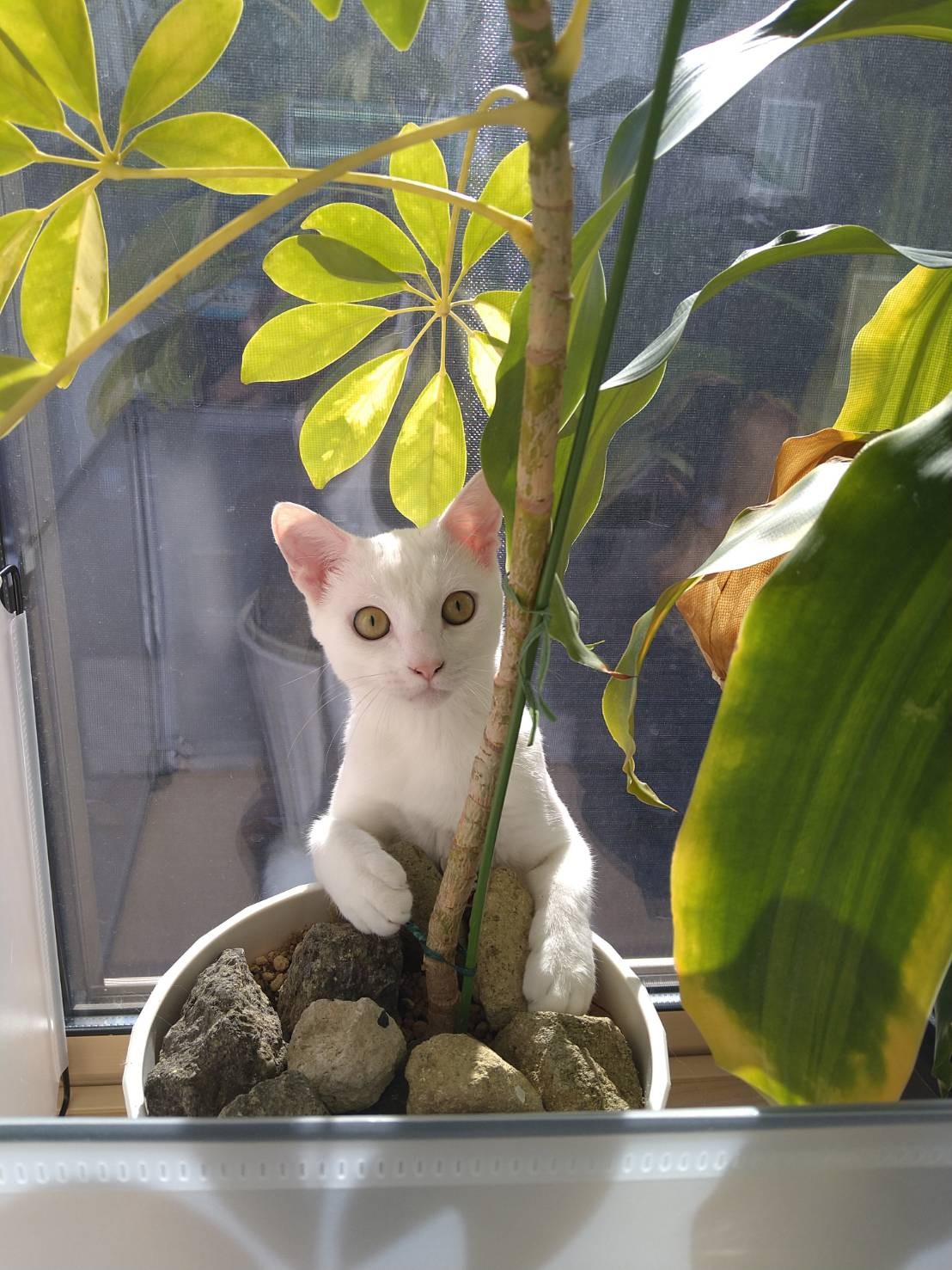 ようこそ、我が家へ