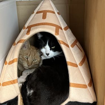 ぎゅうぎゅう