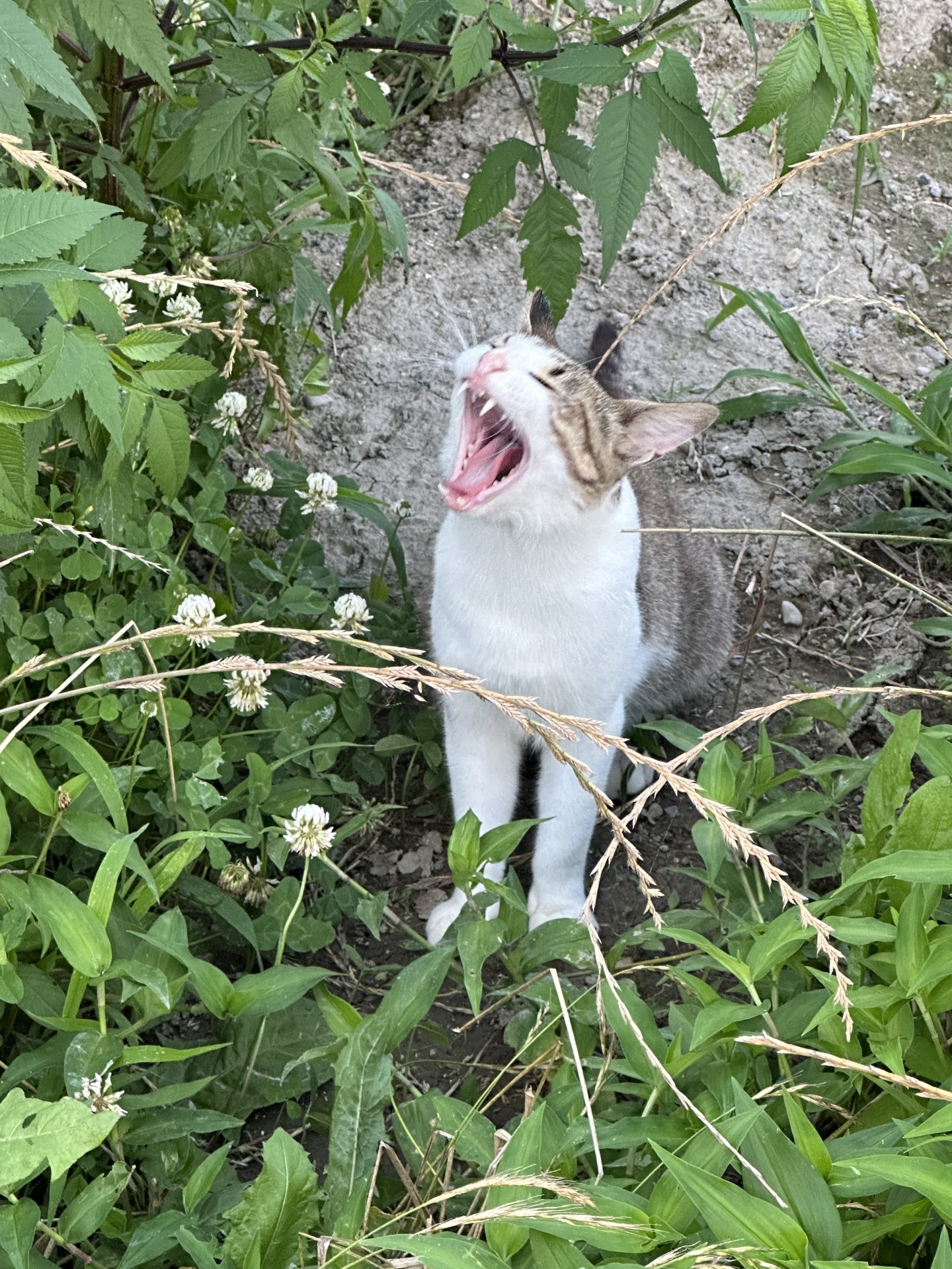 今から保護するよ！
