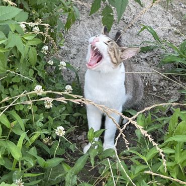 今から保護するよ！
