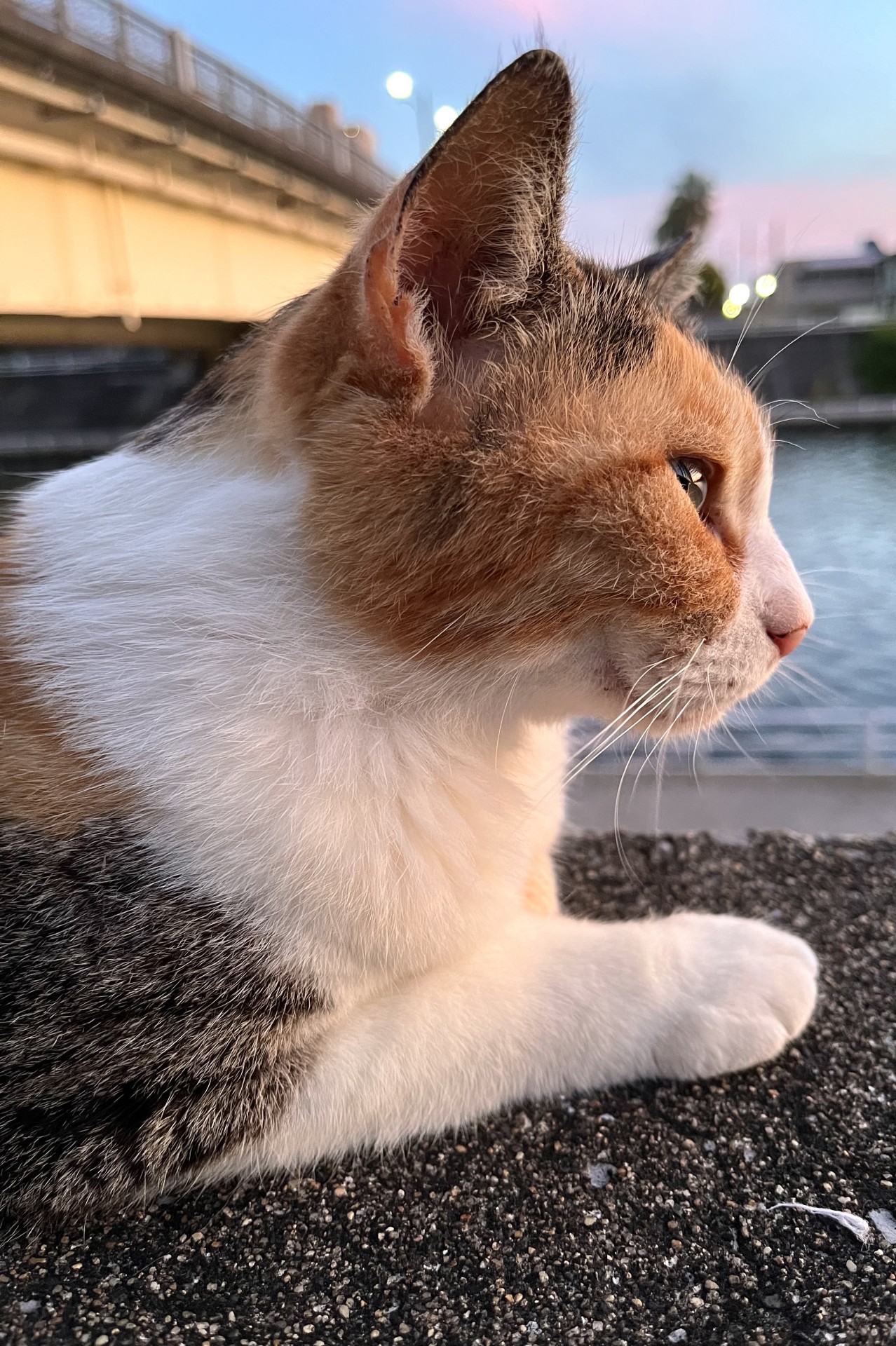 みーちゃん、また明日