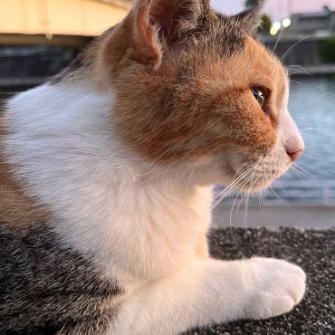 みーちゃん、また明日