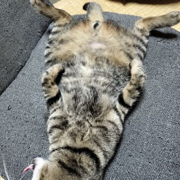 ぱっか〜ん