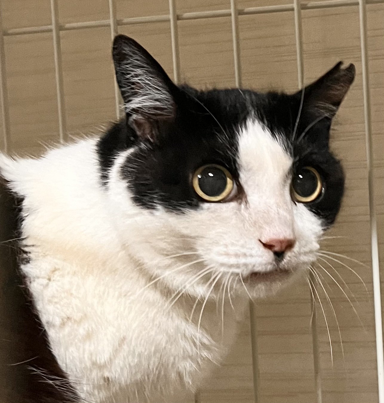 家族が欲しいにゃん