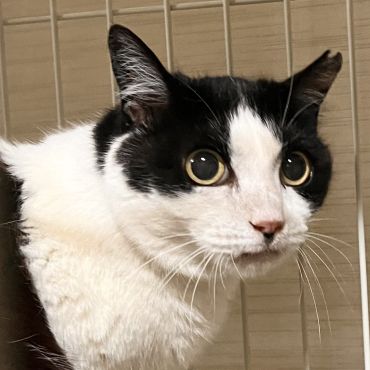 家族が欲しいにゃん