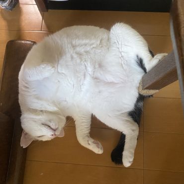 野生の本能を忘れたネコちゃん