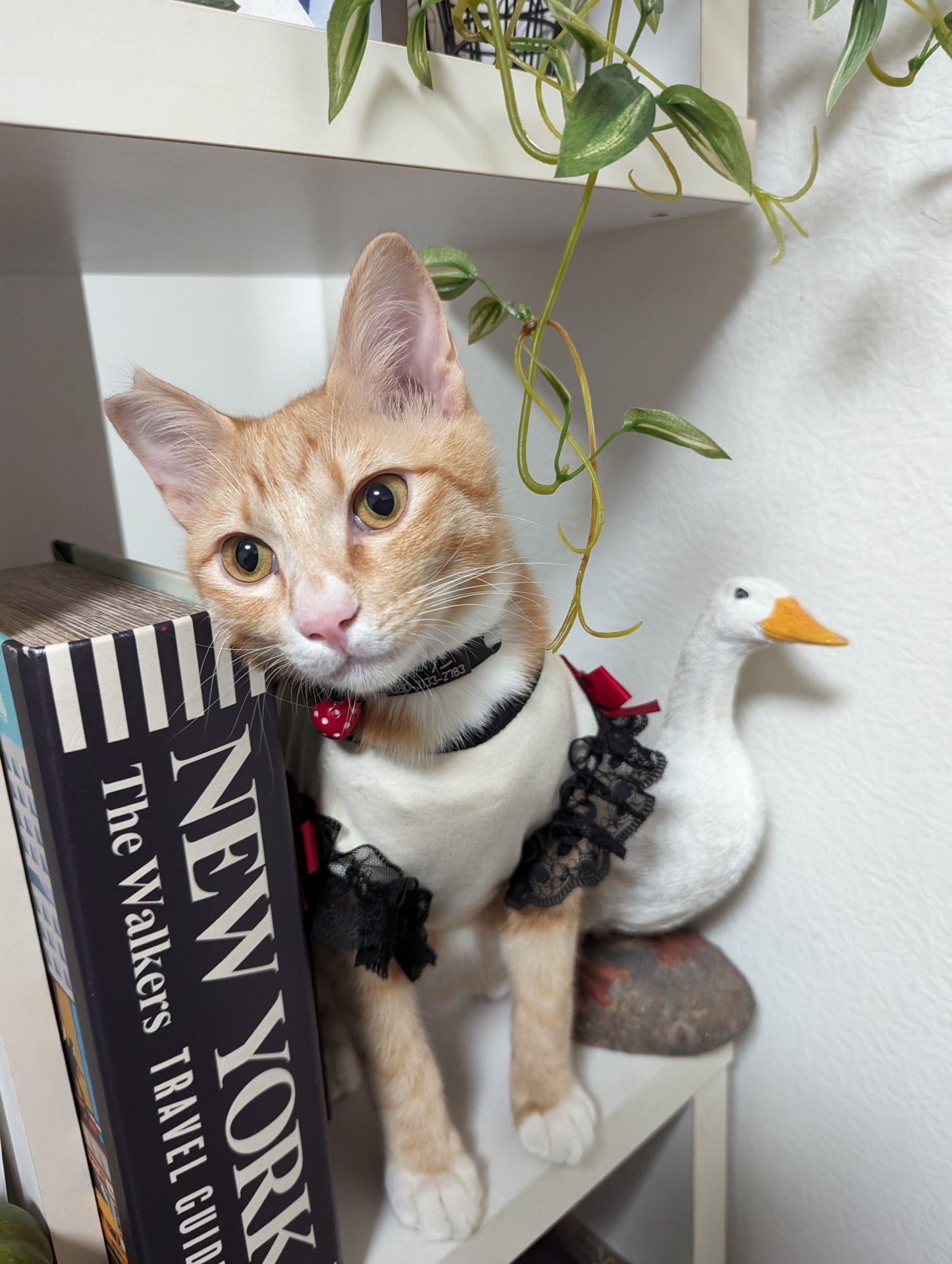 さくらねこ モデル気どりのワトソン君♥