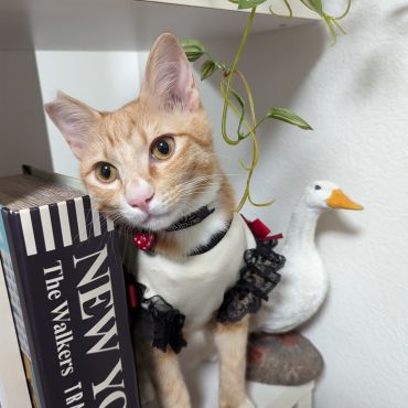 さくらねこ モデル気どりのワトソン君♥