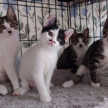 空き家から聞こえてきた子猫の叫び