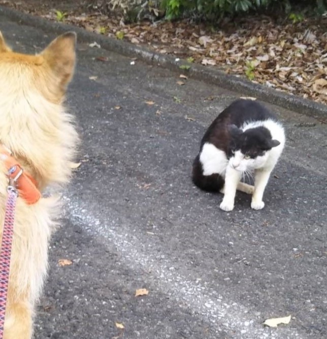 地域猫