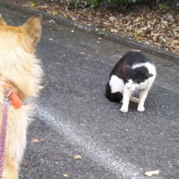 地域猫