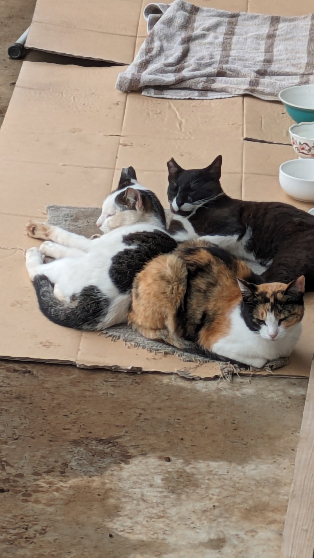 ぴったんこ
