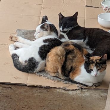 ぴったんこ