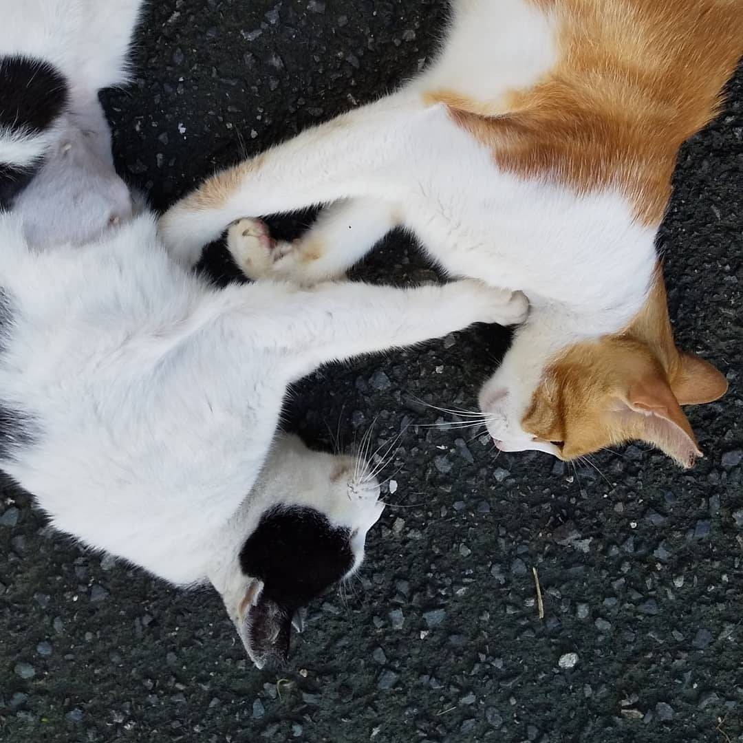 仲良しさくらねこ兄弟