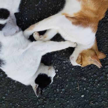 仲良しさくらねこ兄弟