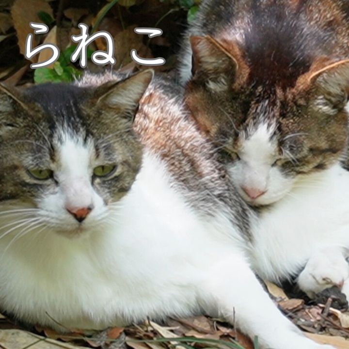 さくらねこに出会った日「どうぶつ基金」