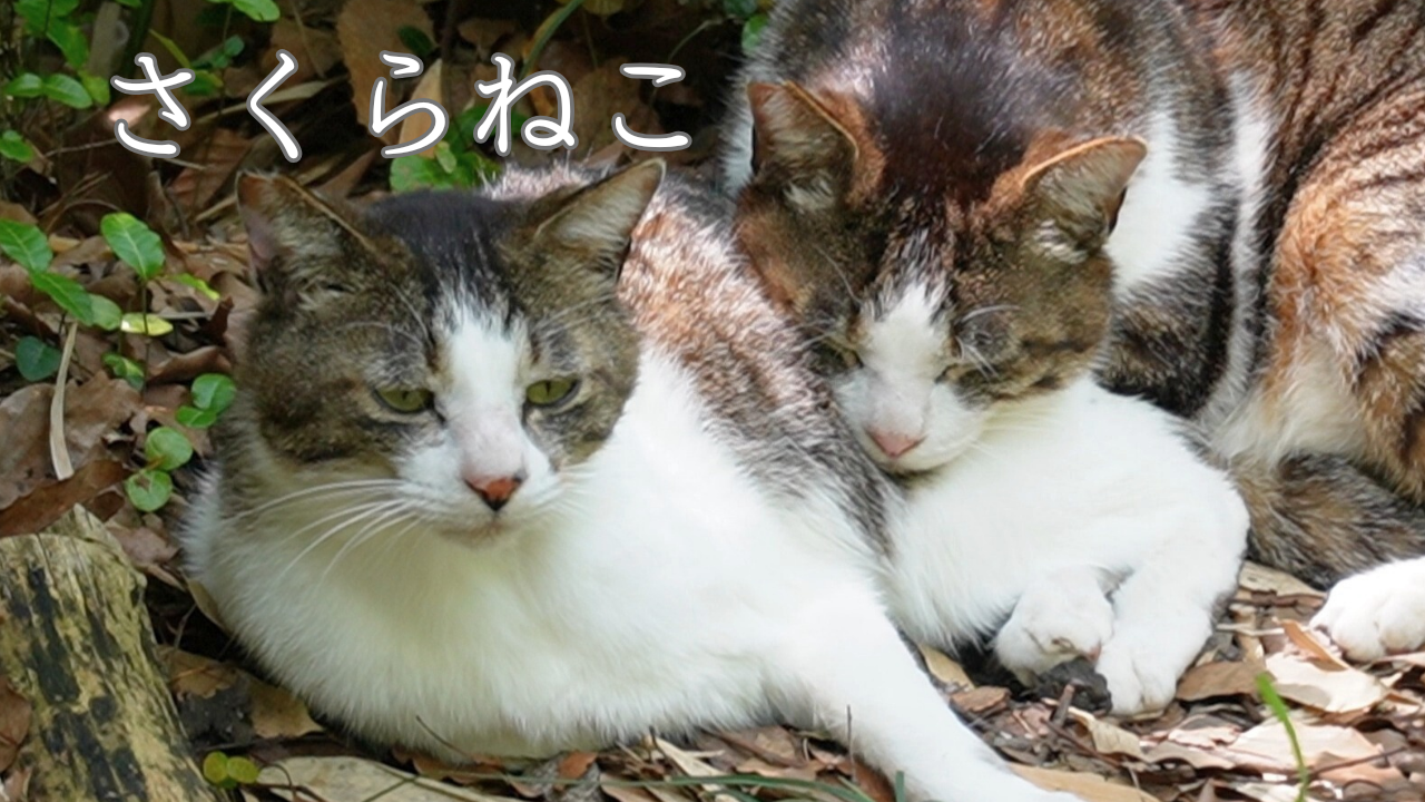 さくらねこに出会った日「どうぶつ基金」