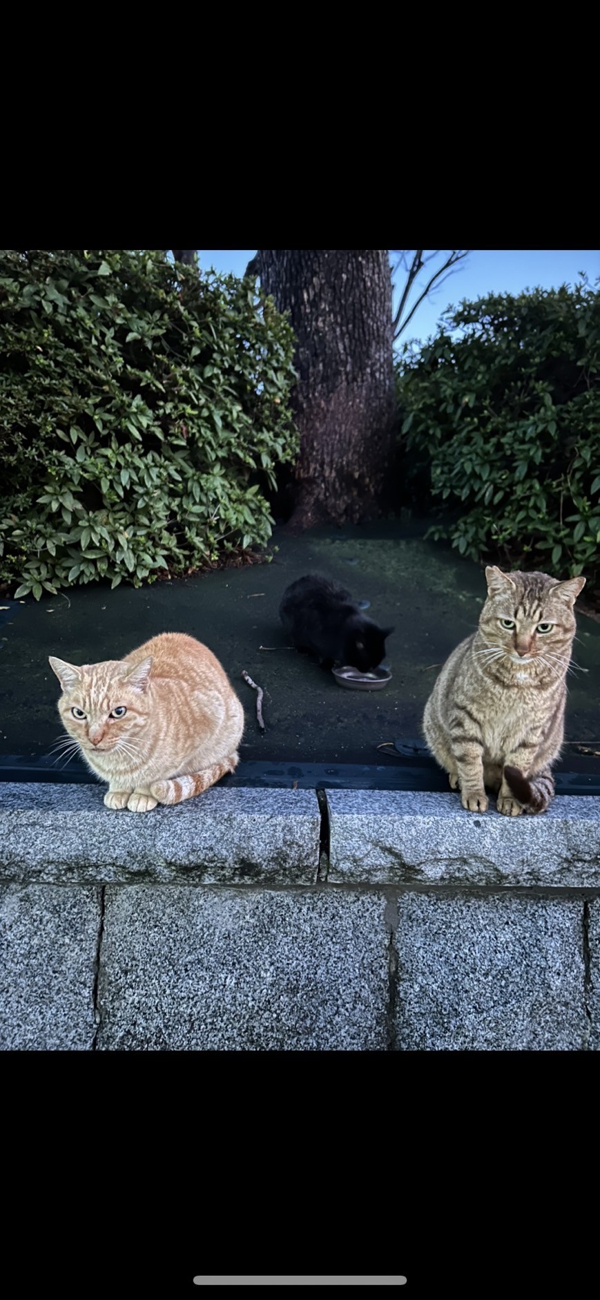 とら吉とキューちゃんとトラ