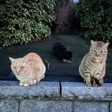 とら吉とキューちゃんとトラ