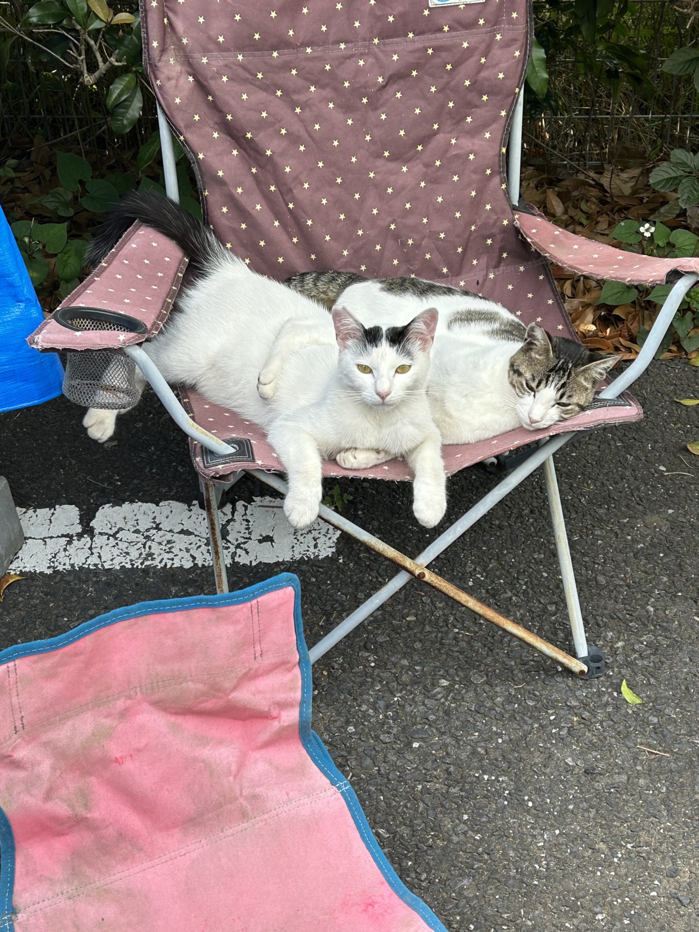 さくらねこ