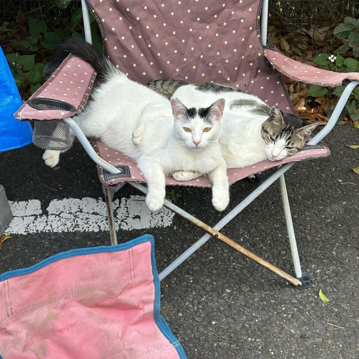 さくらねこ