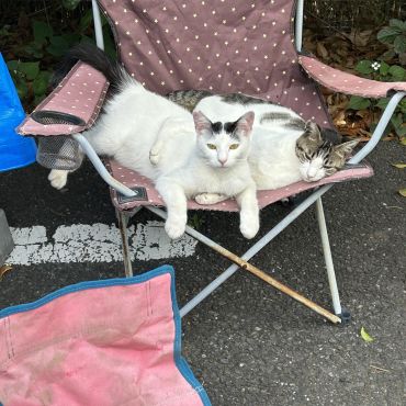 さくらねこ
