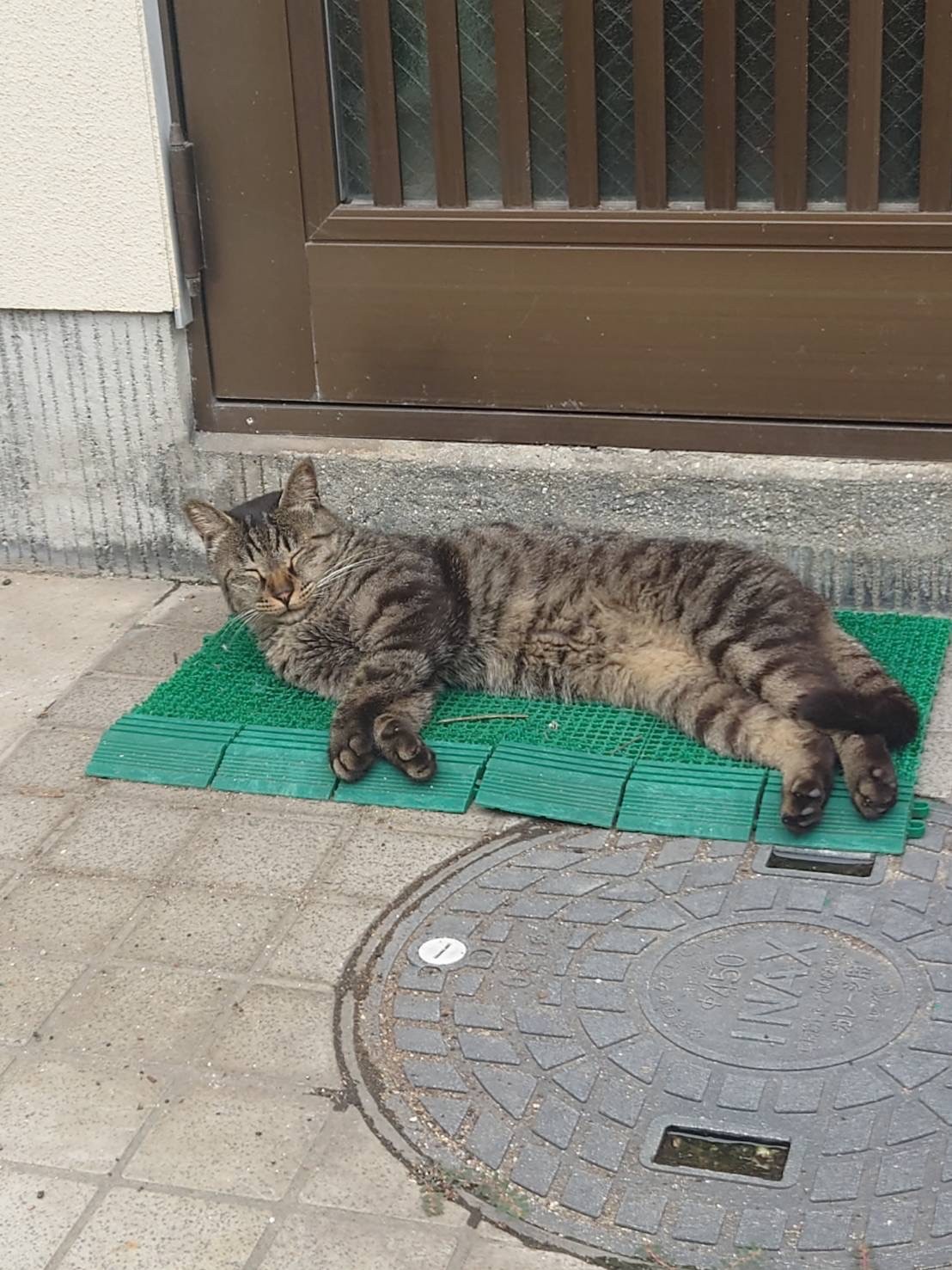 眠いニャ〜