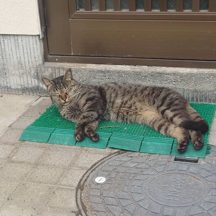 眠いニャ〜