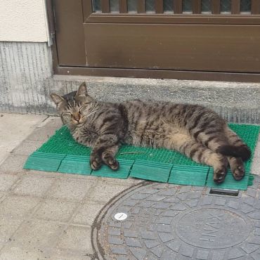 眠いニャ〜