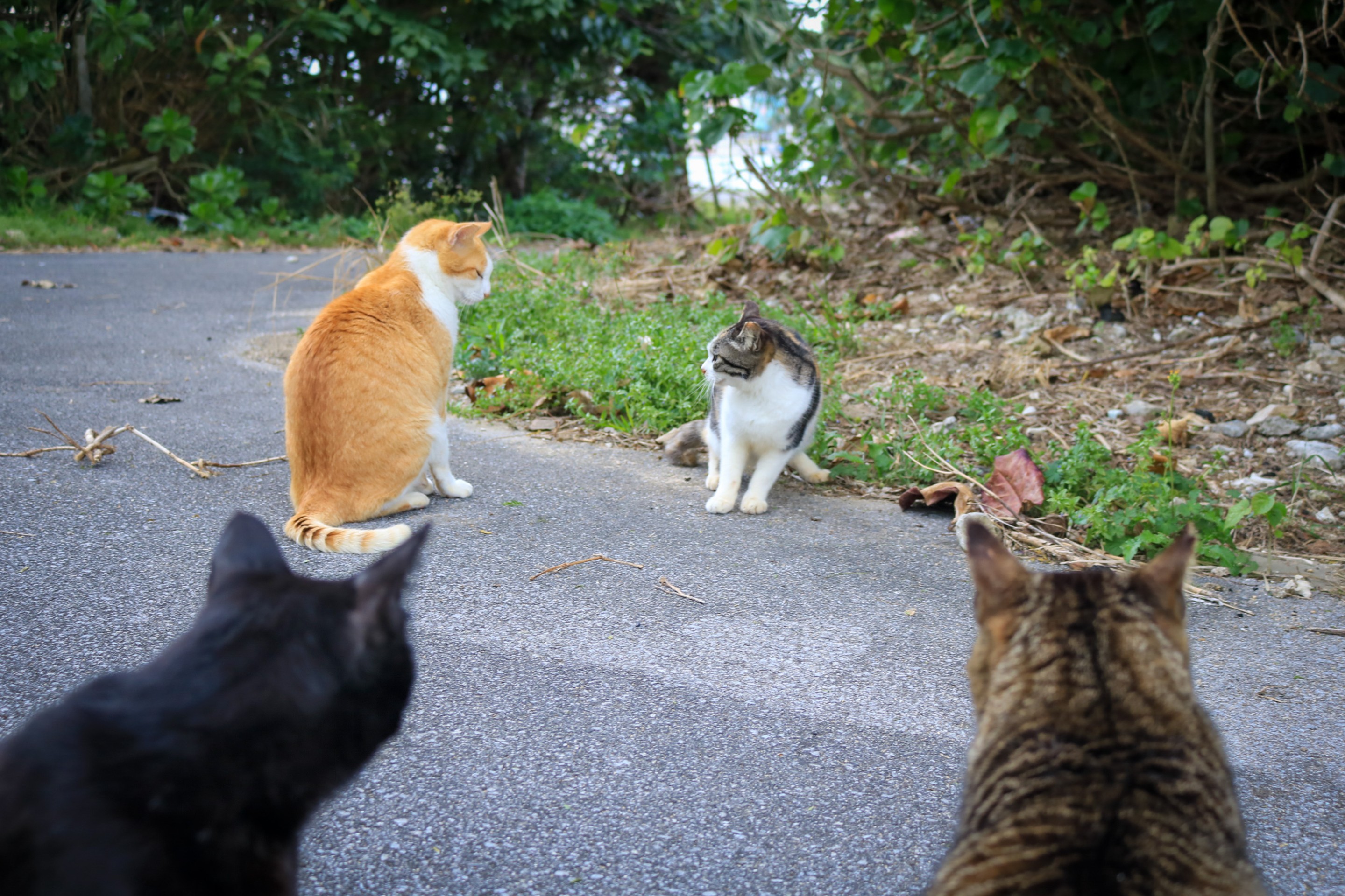 野次猫