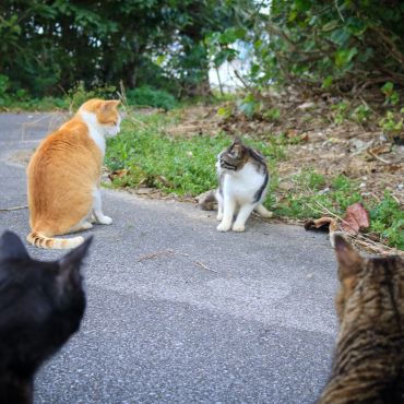 野次猫