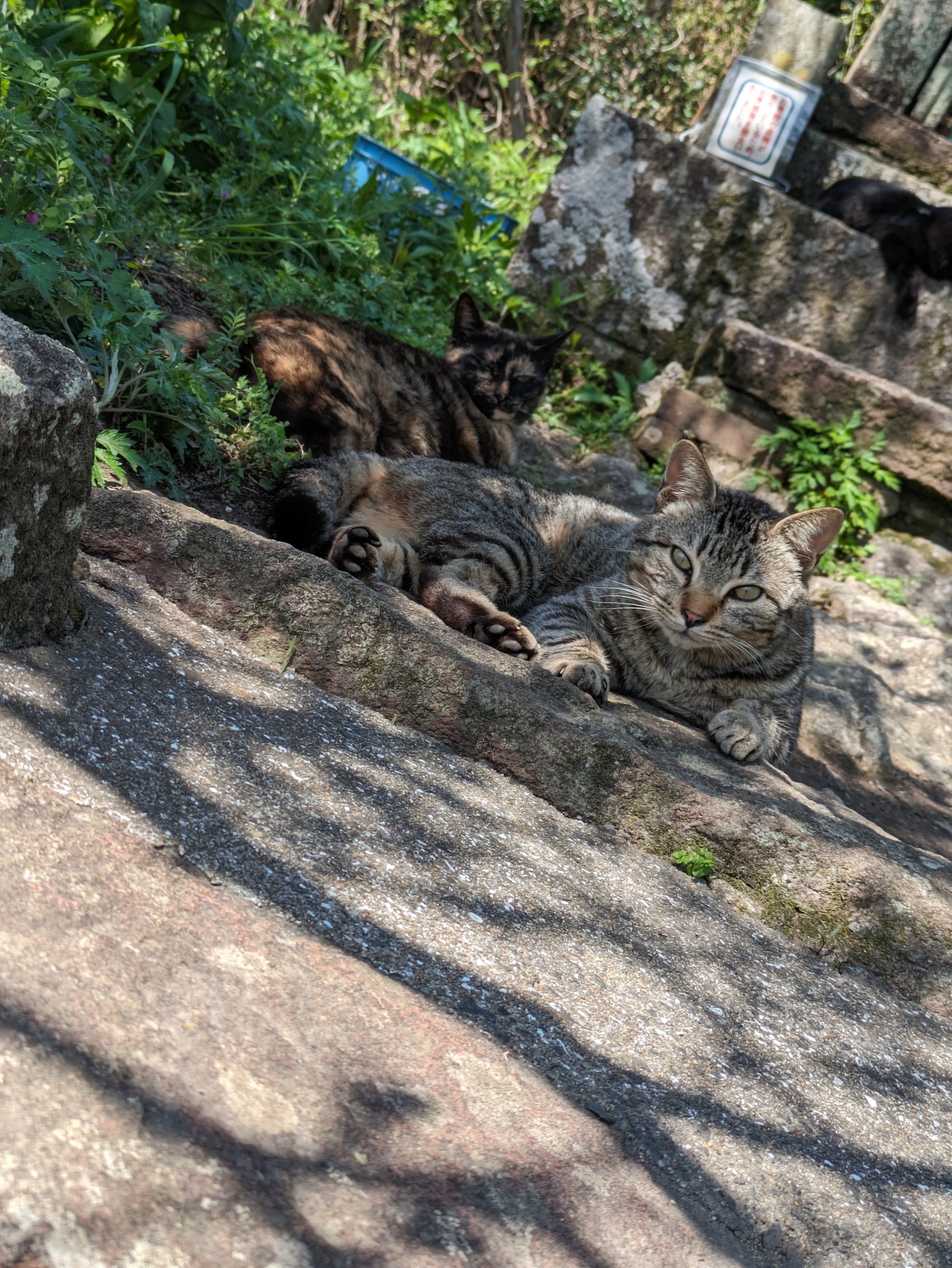 守る猫