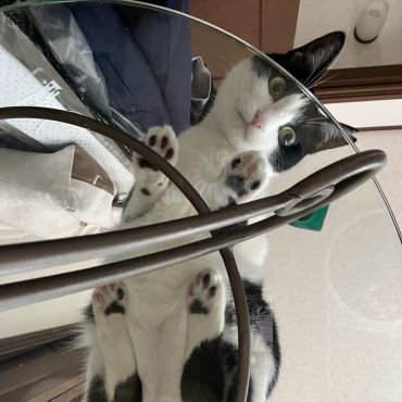 懐かない大賞受賞！の子猫「トミ子」