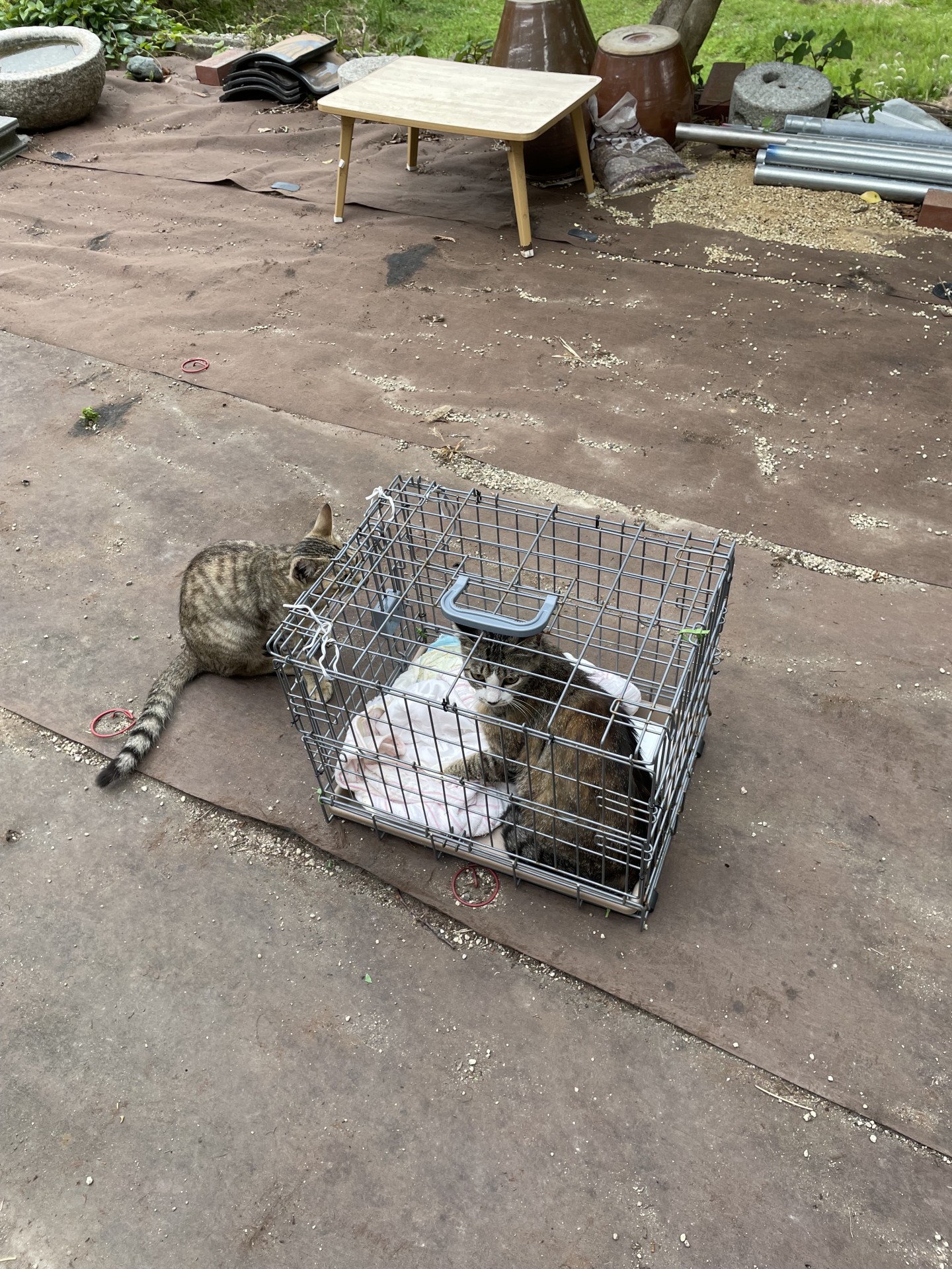 さくらねこ