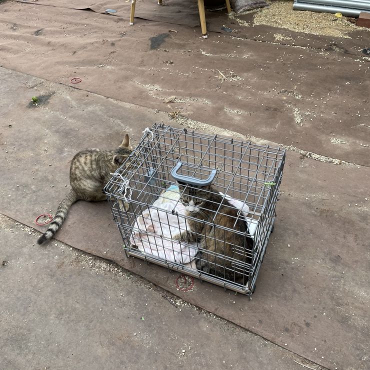さくらねこ