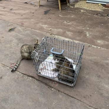 さくらねこ