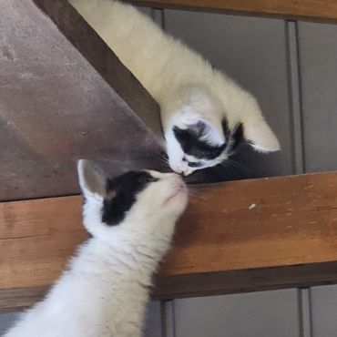 いのちつないだにゃんこ達 かわいいキッス