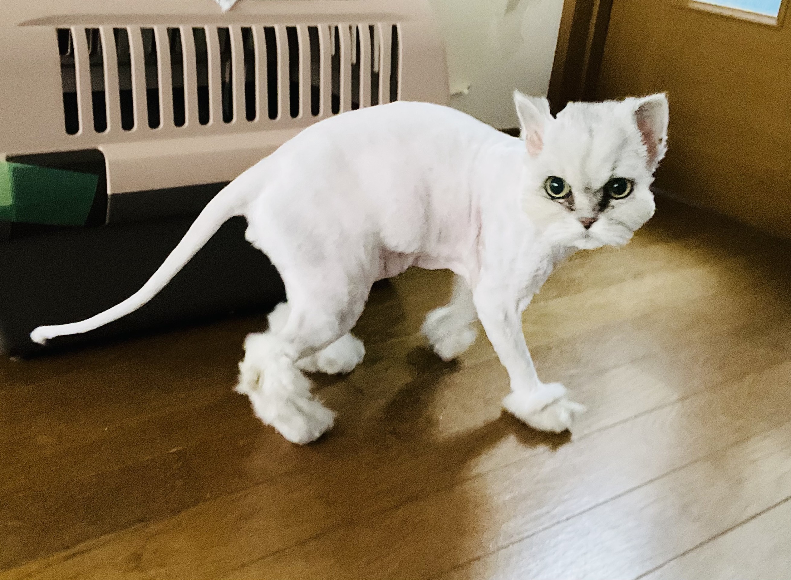 ペルシャ猫だよ ダコタ君！