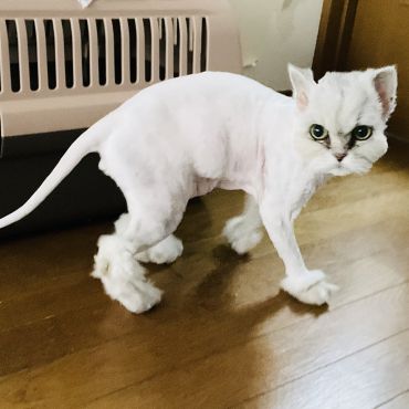 ペルシャ猫だよ ダコタ君！
