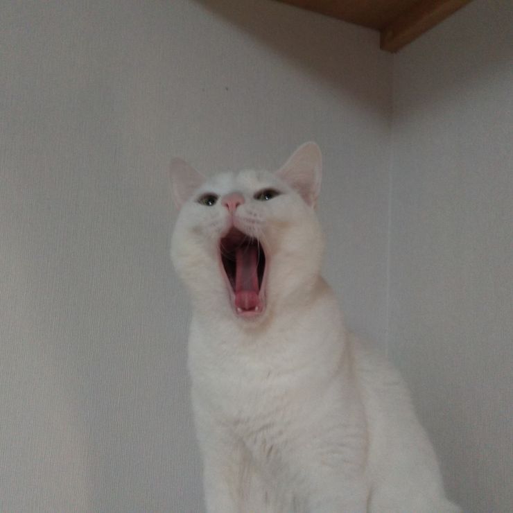 あくび