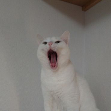 あくび