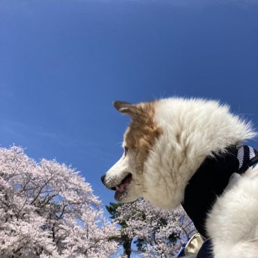 最後のお花見
