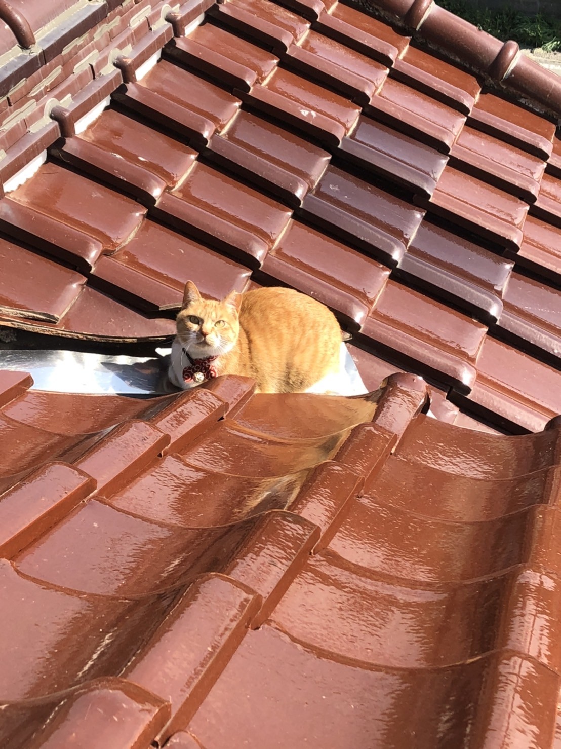 屋根からや〜ね～