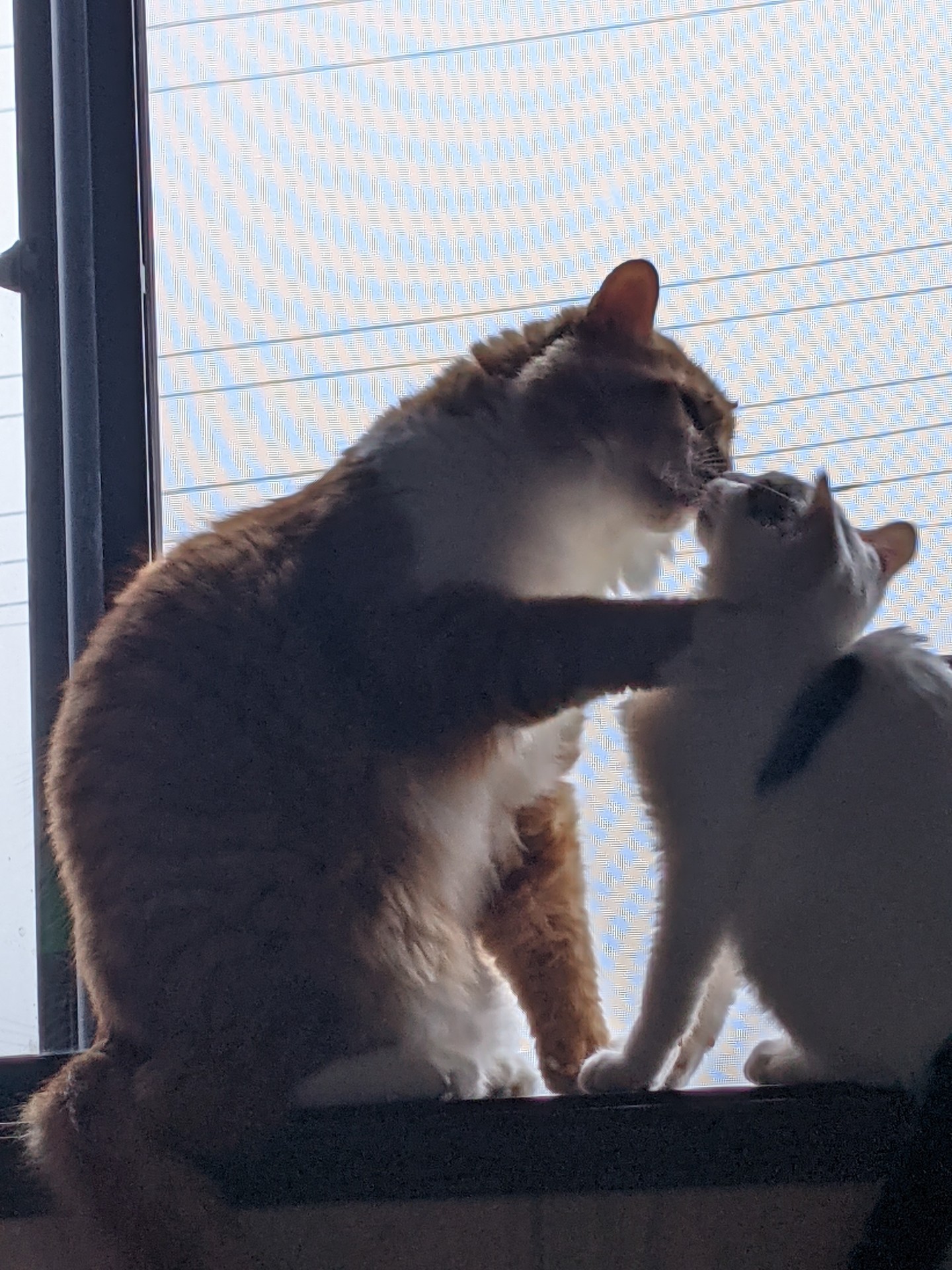 仲良しでチュ♥