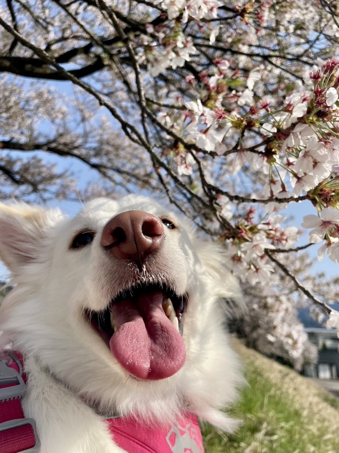 はぐのはる
