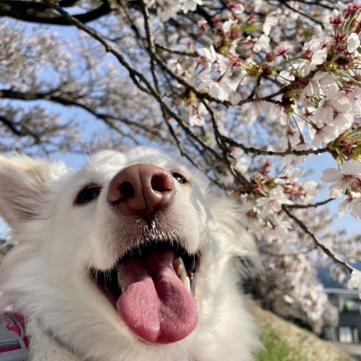 はぐのはる
